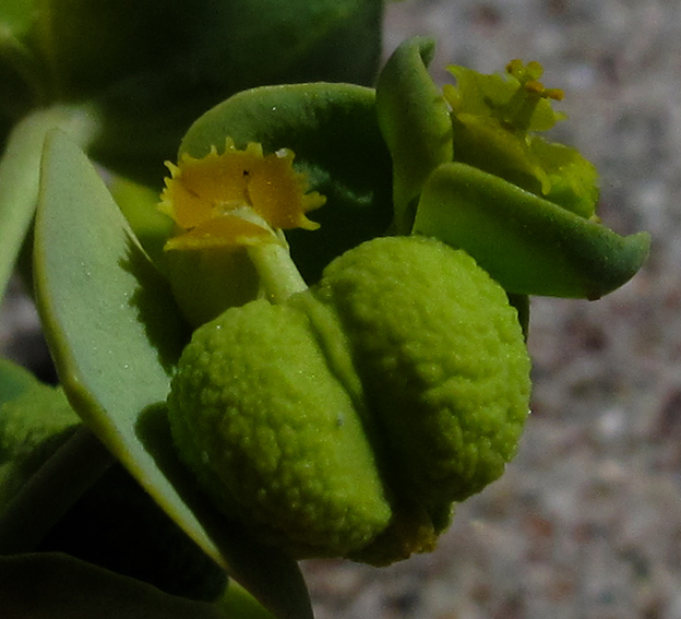 Euphorbia4