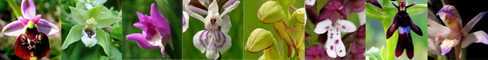 54 - Orchidées de Lorraine calcaire