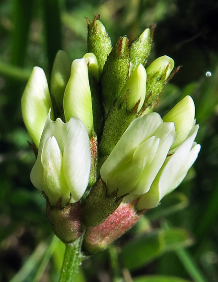Astragalus13