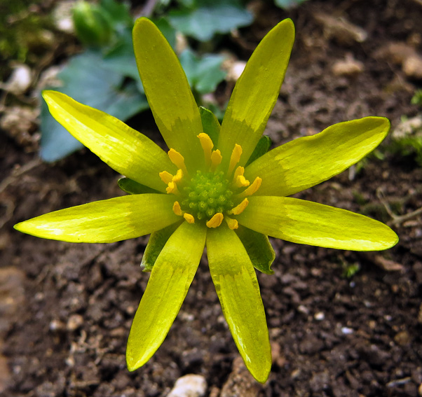 Ranunculus16a
