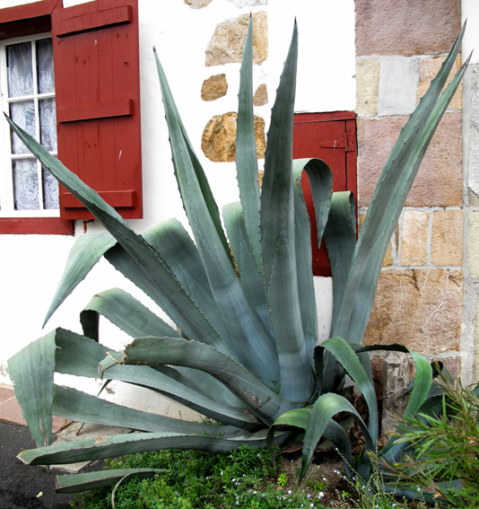 Agave1