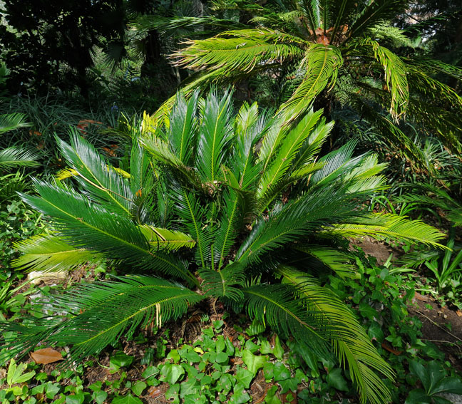 Cycas1