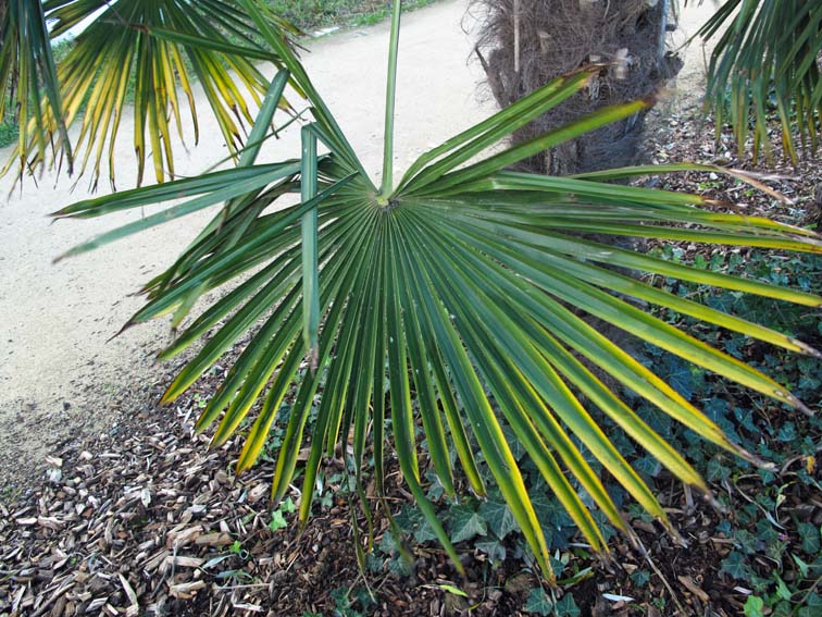 Trachycarpus3