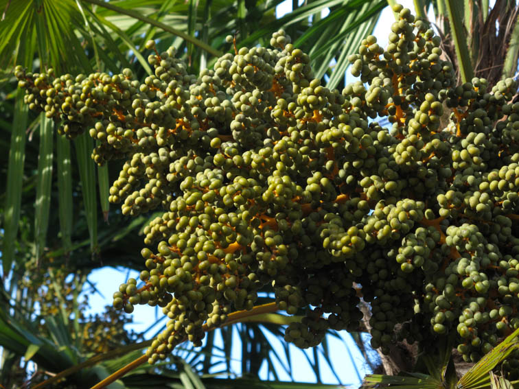 Trachycarpus4