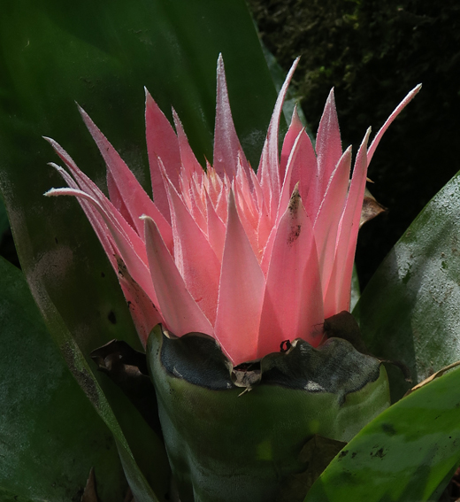 Aechmea2