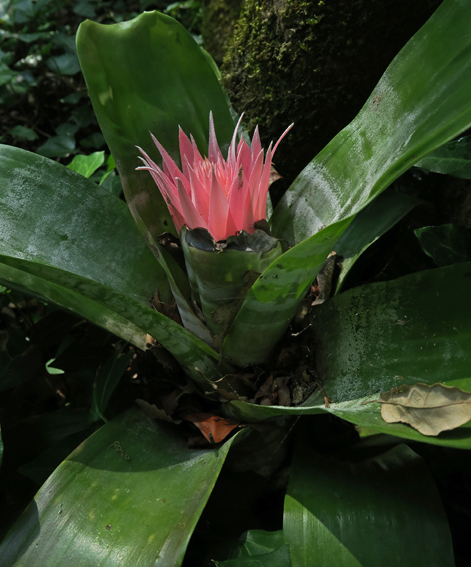 Aechmea1