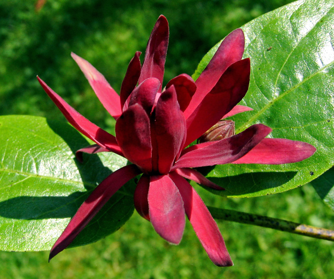 Calycanthus1