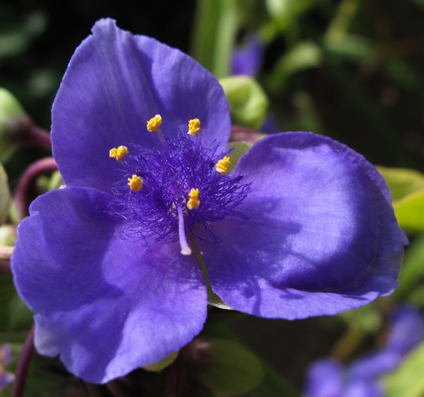 Tradescantia5