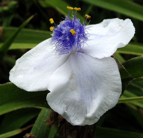 Tradescantia3