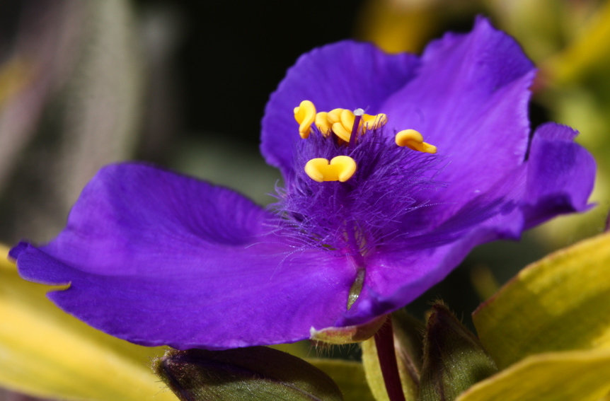 Tradescantia1