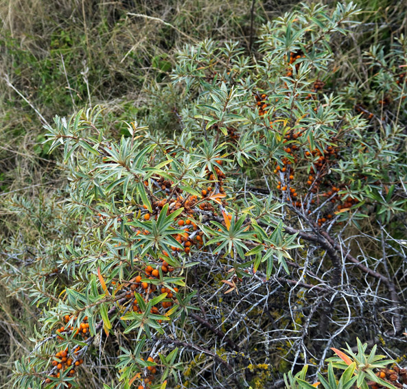 Hippopae5