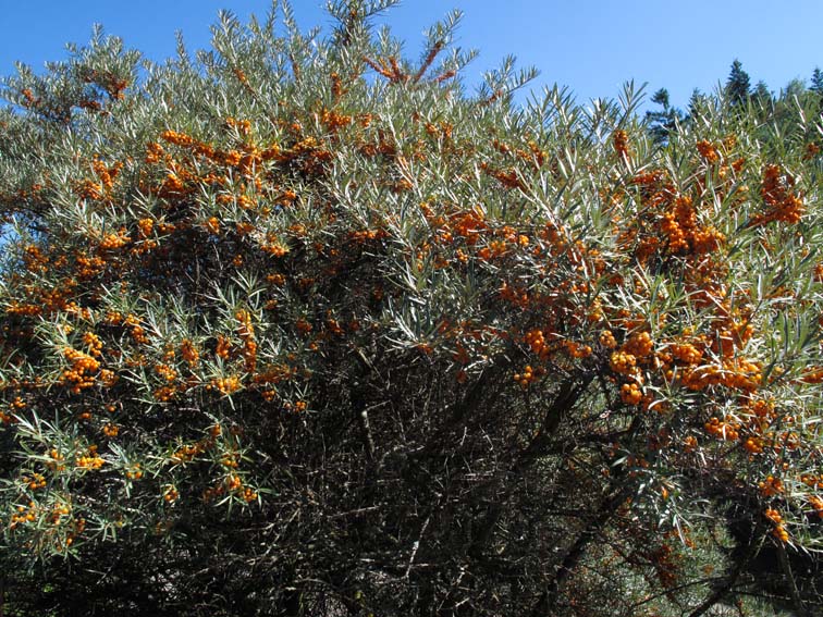 Hippophae1
