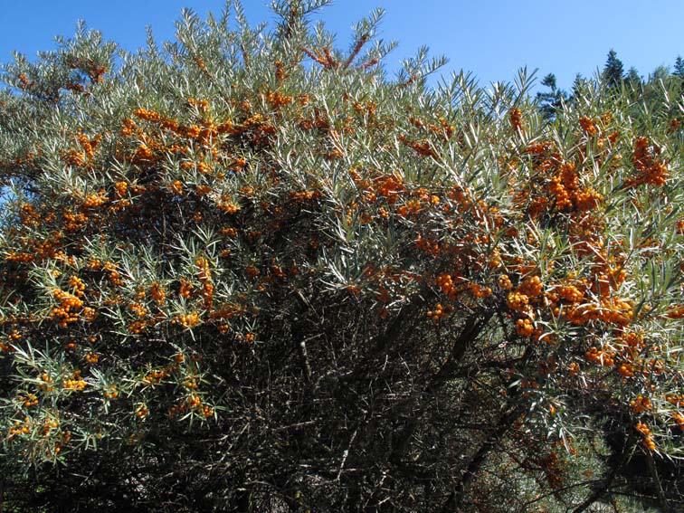 Hippophae1