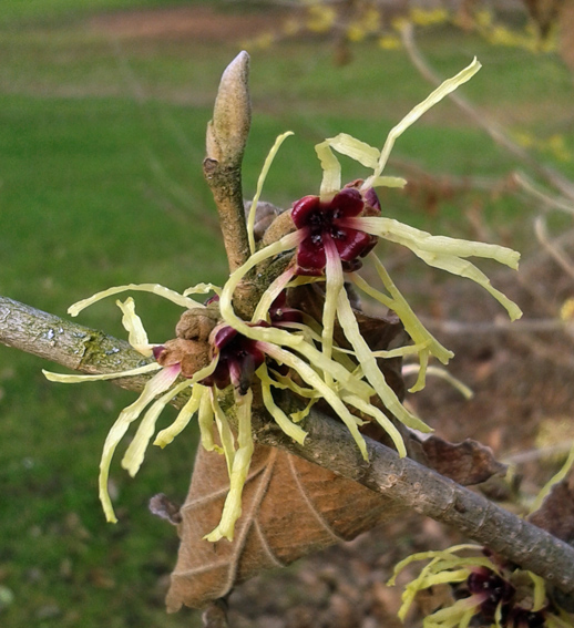 Hamamelis1