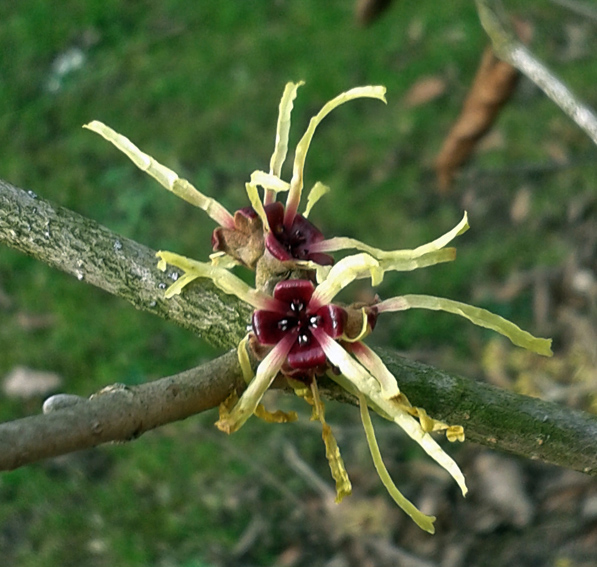 Hamamelis2