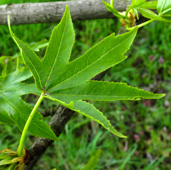 Liquidambar3