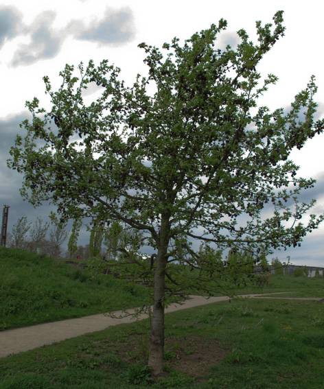 Liquidambar1