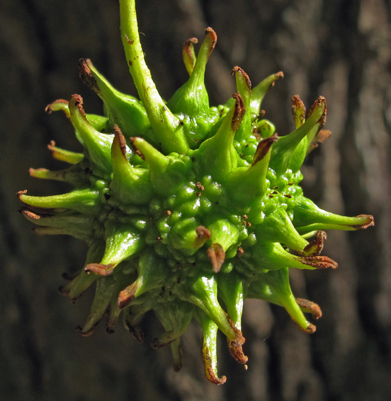 Liquidambar3a