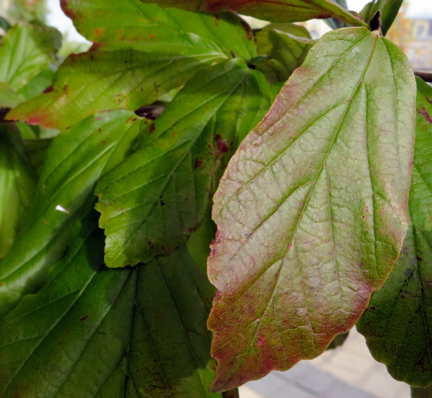 Parrotia2