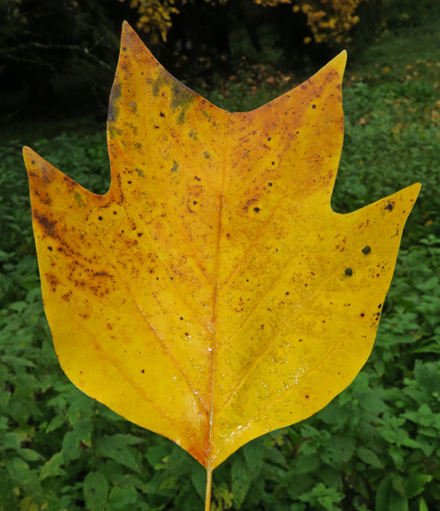 Liriodendron1b