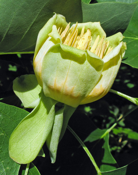 Liriodendron1a