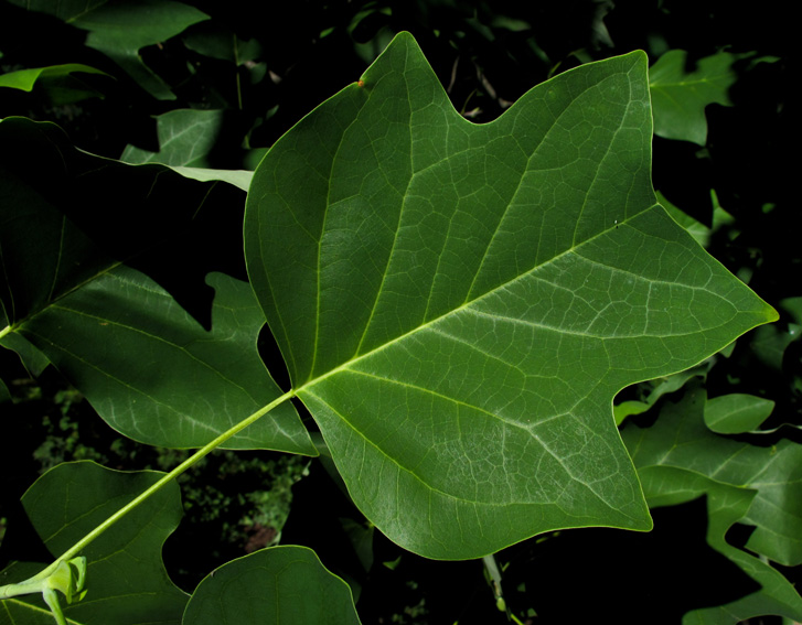 Liriodendron1