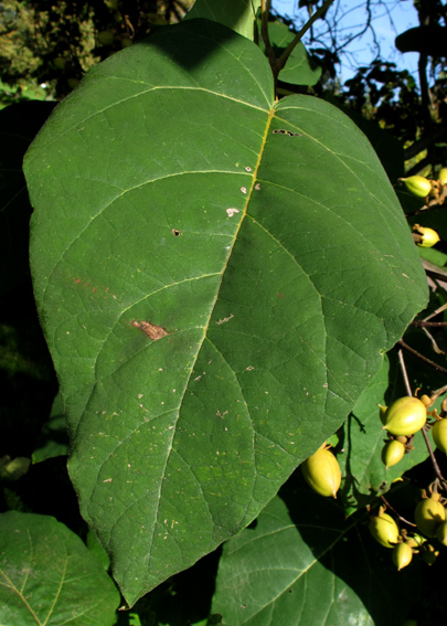 Paulownia2