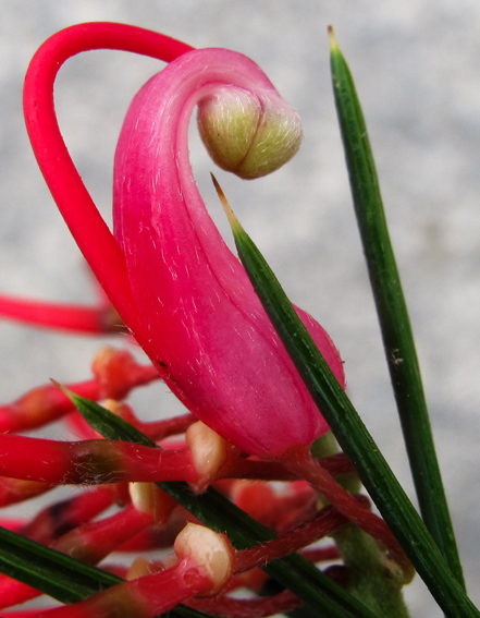 Grevillea4