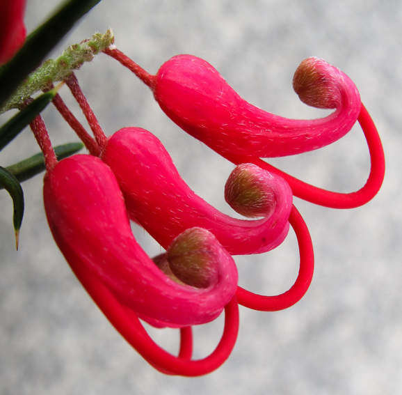 Grevillea3