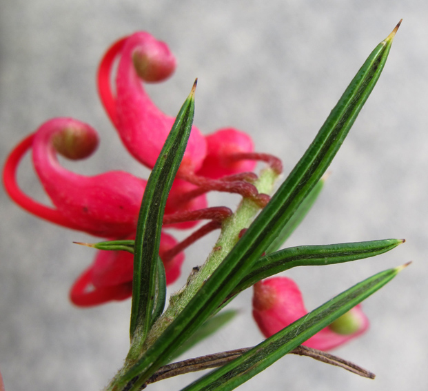 Grevillea2