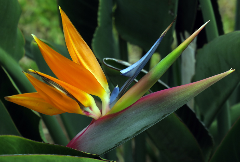 Strelitzia1