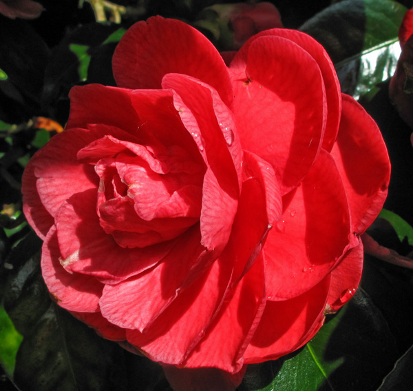 Camellia1
