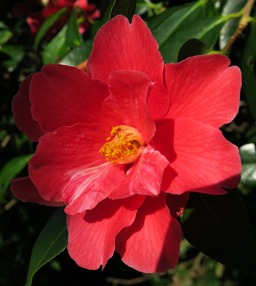 Camellia5
