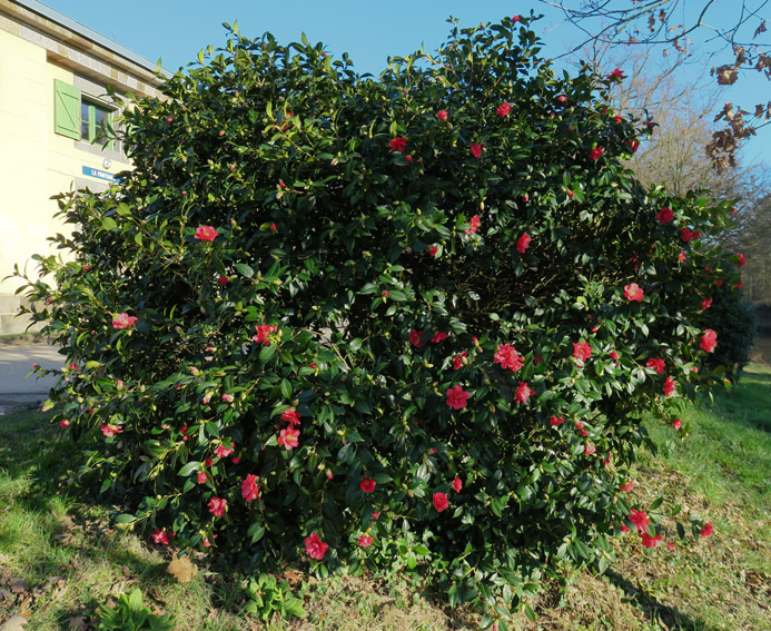 Camellia3