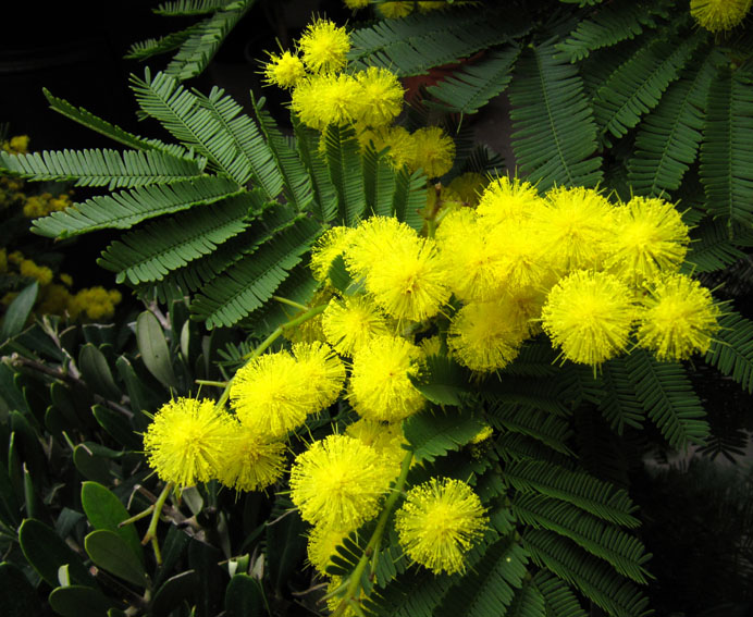 Acacia2a