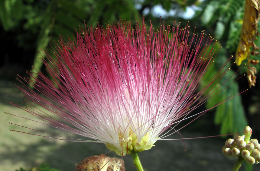 Albizia3