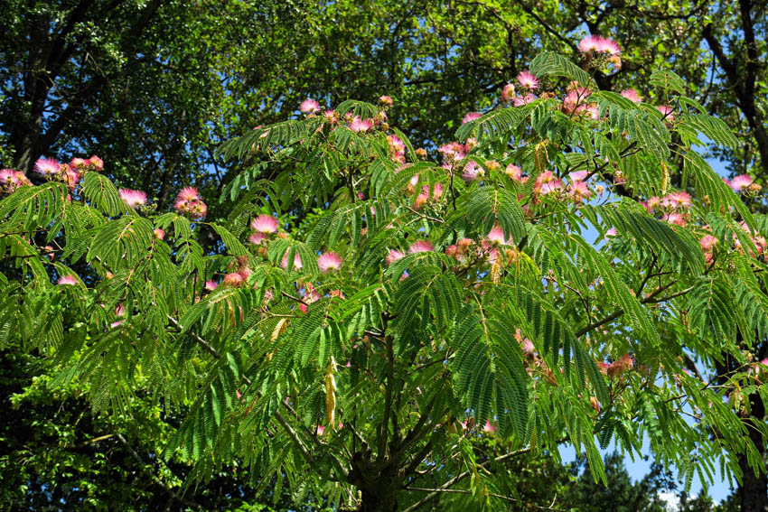 Albizia1