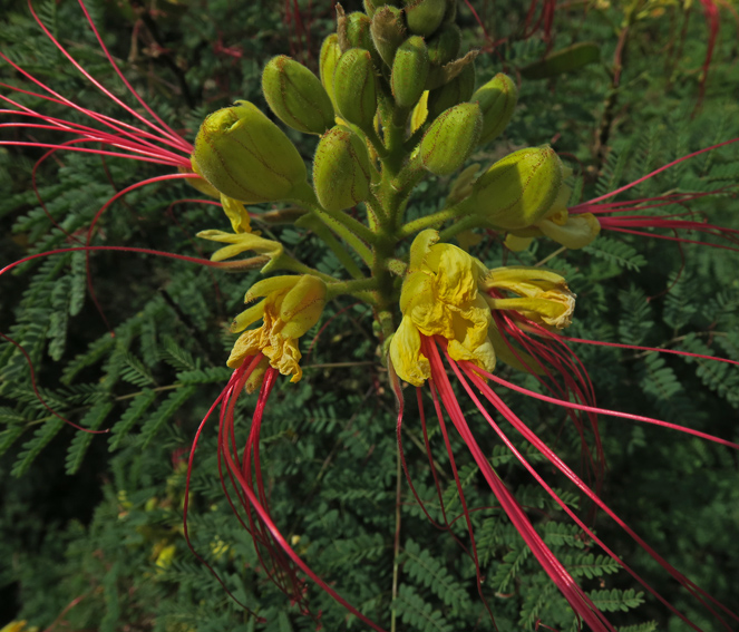 Caesalpinia2