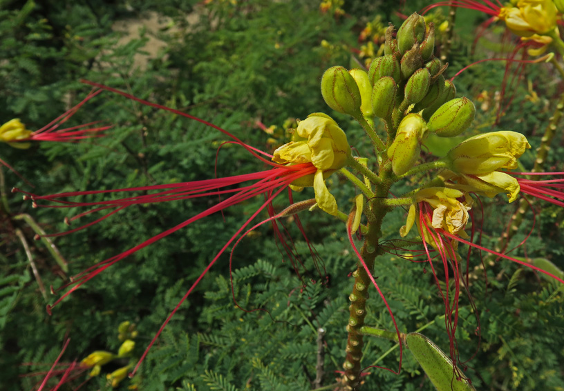 Caesalpinia1