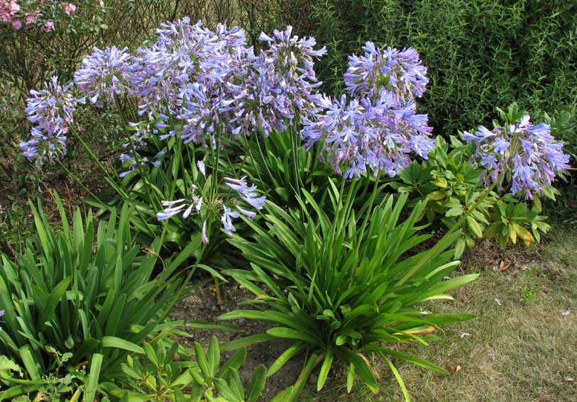 Agapanthus1