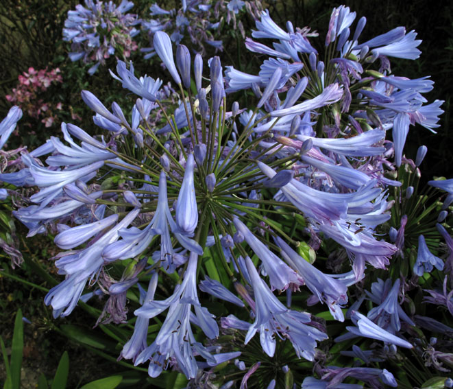 Agapanthus2