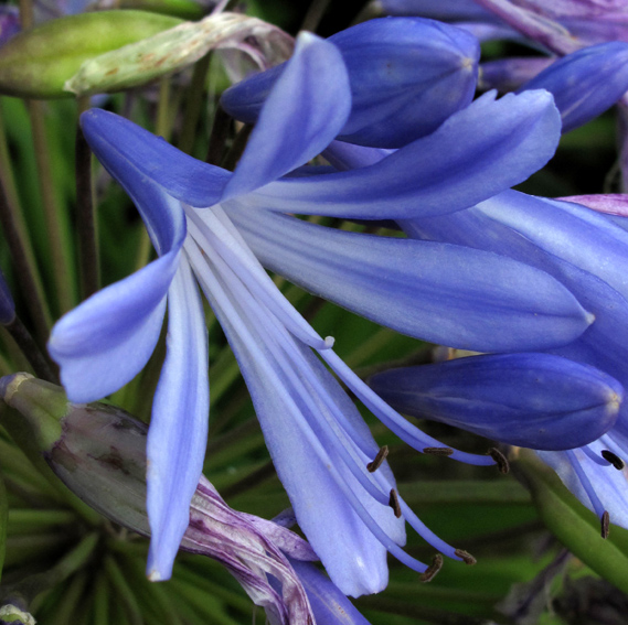 Agapanthus3