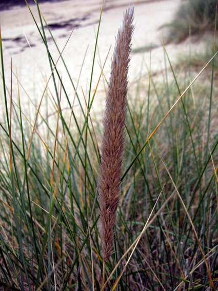 Ammophila5