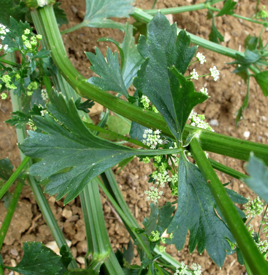 Apium2