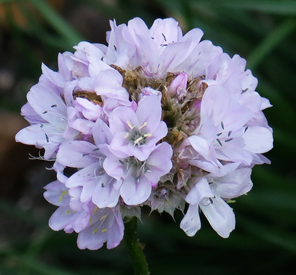 Armeria7