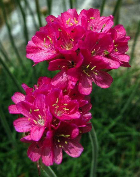 Armeria5