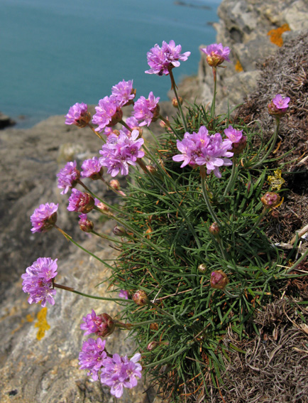 Armeria2