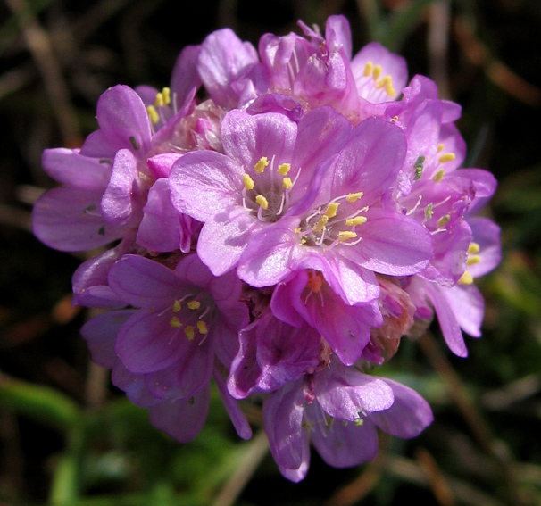 Armeria3