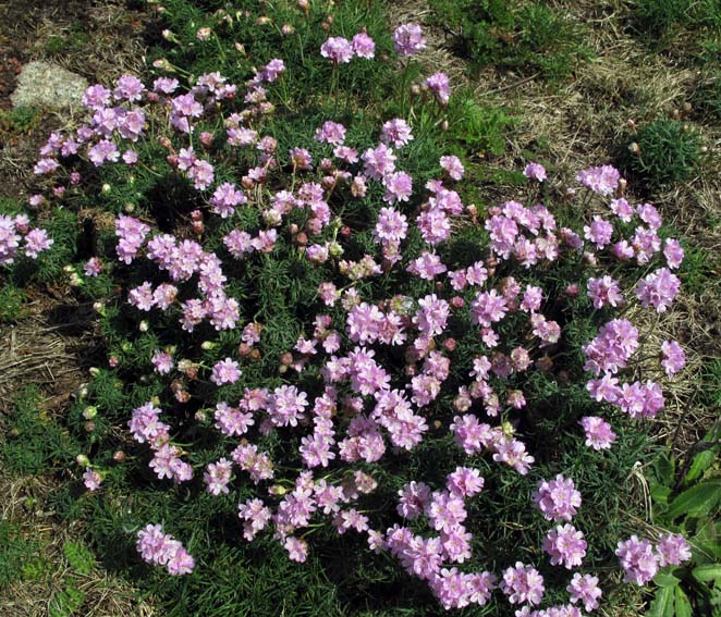 Armeria1c