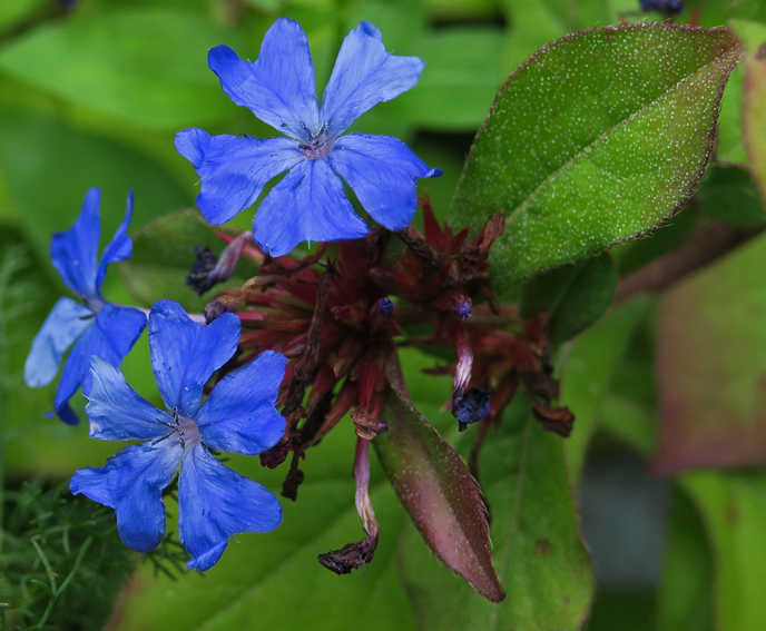 Ceratostigma5